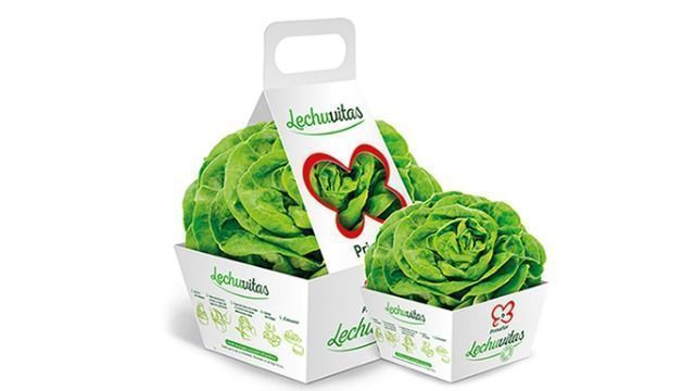 packaging lechuvitas packaging lechuvitas